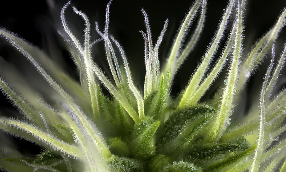 What Are Terpenes? Everything You Need To Know