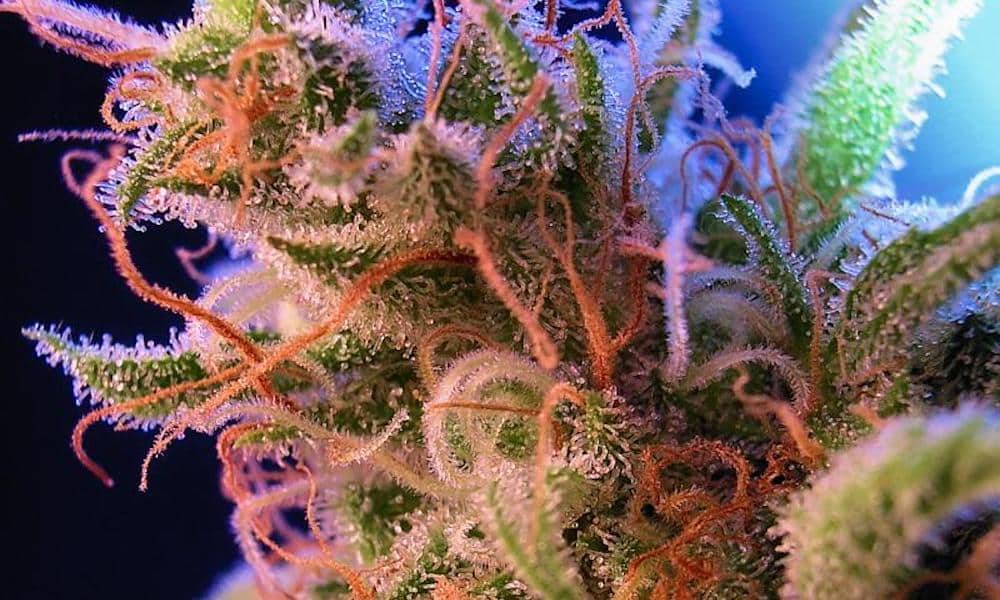 Best Weed Strains For Arthritis