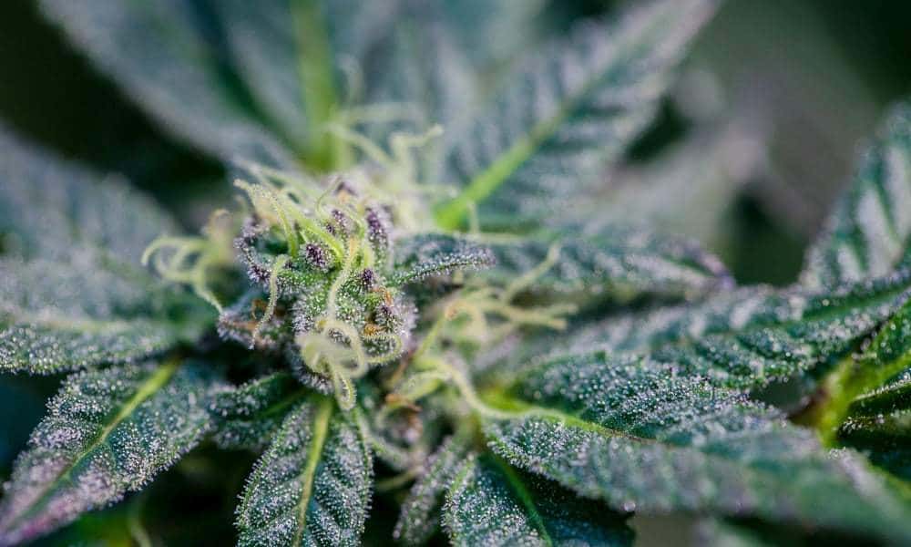 Best Weed Strains For Cancer