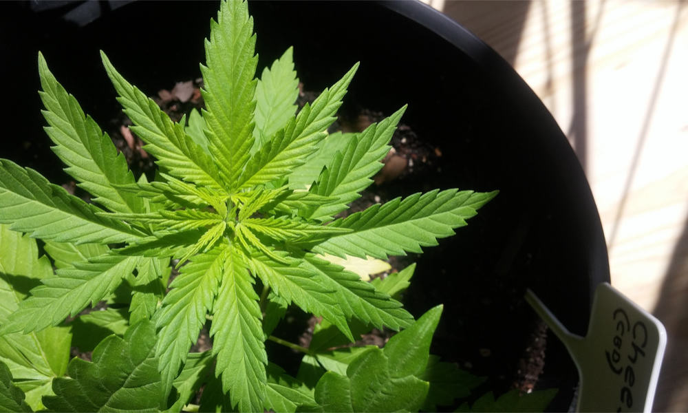 How To Pot Plants And Grow Weed Like A Pro