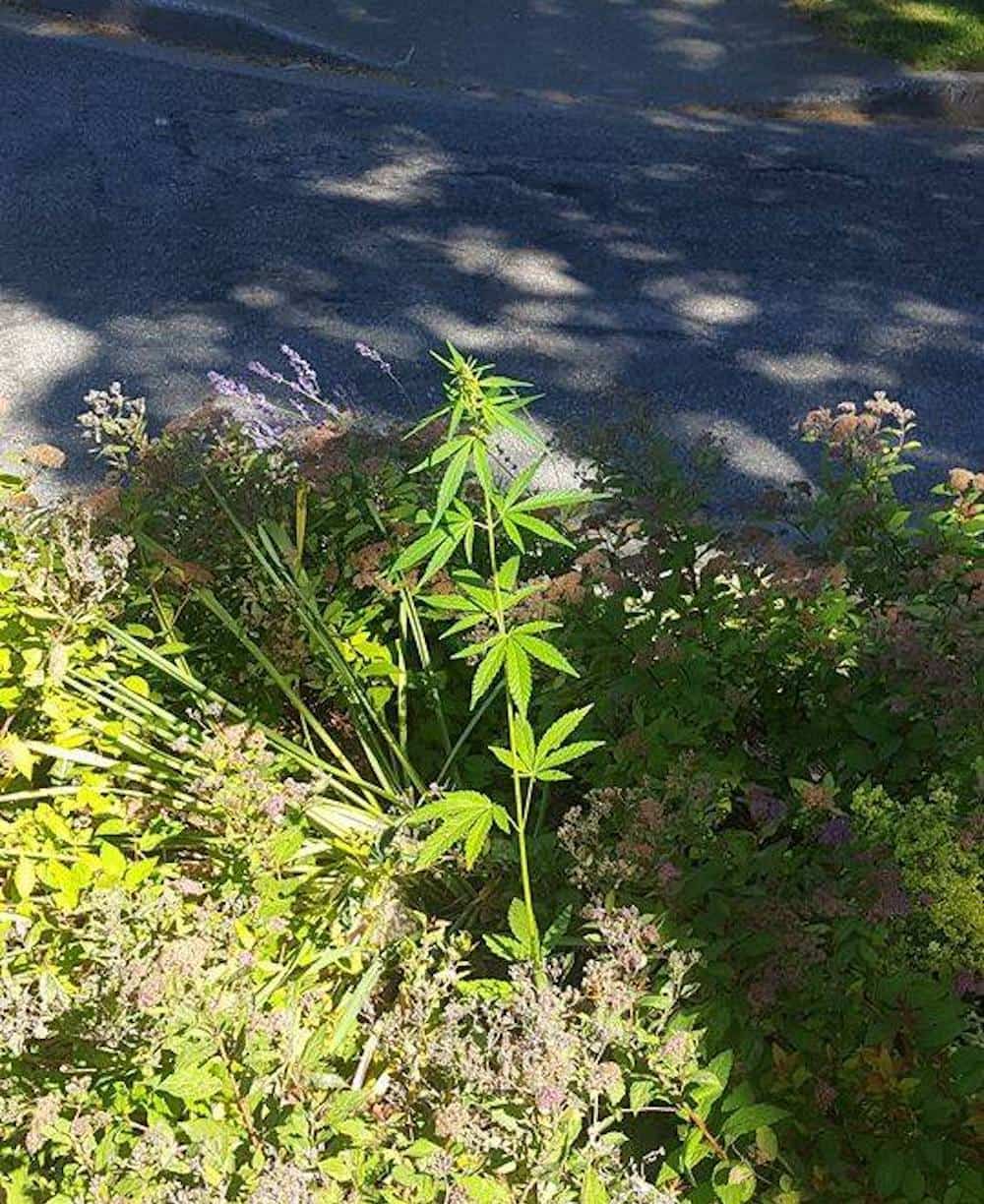 Someone Is Growing Weed Outside Vancouver City Hall
