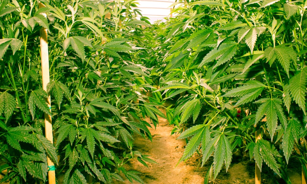 14,000 Cannabis Plants Discovered On Illegal Mississippi Weed Farm