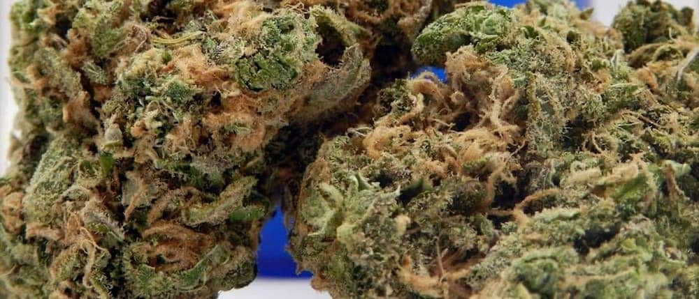 Best Weed Strains For Diabetes