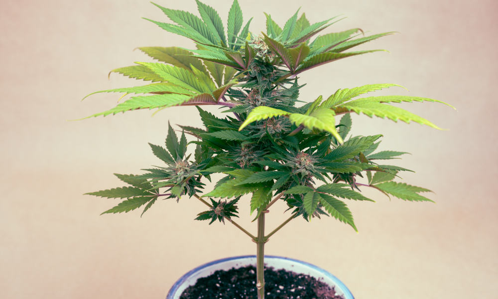 Best Weed Strains To Grow Indoors