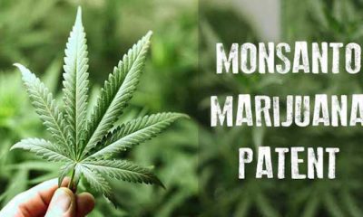 monsanto and marlboro takeover of cannabis