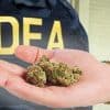 Lawmakers Push To Cut DEA Funding For Cannabis Eradication Program - Green Rush Daily