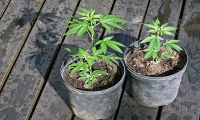 Growing Weed for Dummies: 10 Simple Steps to Get You Started
