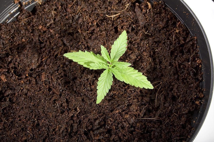 Growing Weed for Dummies: 10 Simple Steps to Get You Started 