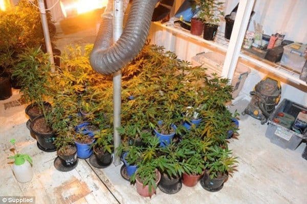 8 Year Old Boy Found After Being Locked In Shipping Container For Two Weeks On Illegal Pot Farm - GREEN RUSH DAILY
