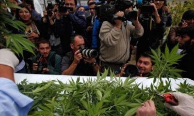 Chile Removes Marijuana From List of "Hard Drugs," Takes First Step Toward Legalization - GREEN RUSH DAILY
