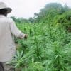Legal Weed Production In the U.S., Means Less Profit for Drug Cartels