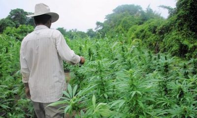 Legal Weed Production In the U.S., Means Less Profit for Drug Cartels