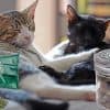 Meowijuana May Allow Potheads to Get 'High' With Their Feline Friends - GREEN RUSH DAILY