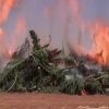 ISIS Burns Cannabis Fields in Northern Syria (video) - GREEN RUSH DAILY