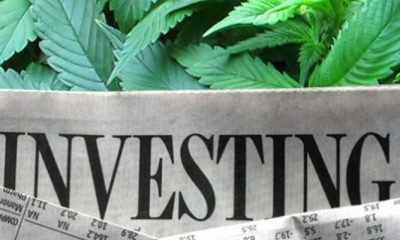 In Leaked Report Merrill Lynch Says It's "Bullish" About Cannabis | GREEN RUSH DAILY