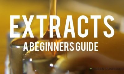 Cannabis Extracts: A Beginners Guide | Green Rush Daily