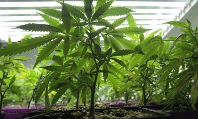 How to Grow A Pound of Weed Every 8 Weeks | Green Rush Daily