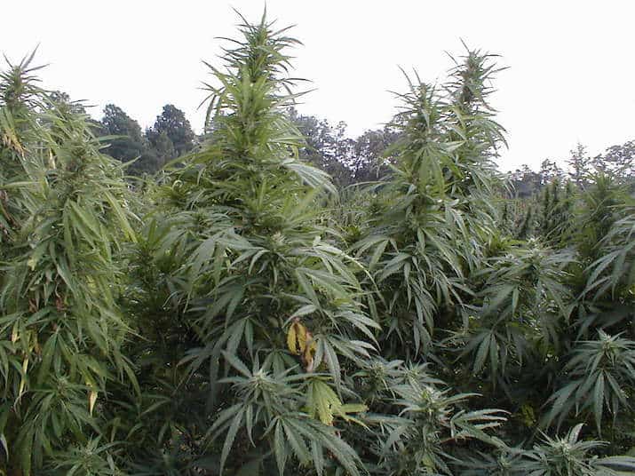 Did You Know the U.S. Government Runs Its Own Marijuana Farm? - GREEN RUSH DAILY