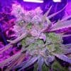 Lighting 101: How to Choose the Best Lights for Growing Weed
