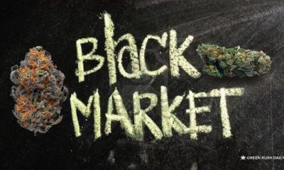 In Oregon, Why Is The Cannabis Black Market Is Booming? - GREEN RUSH DAILY