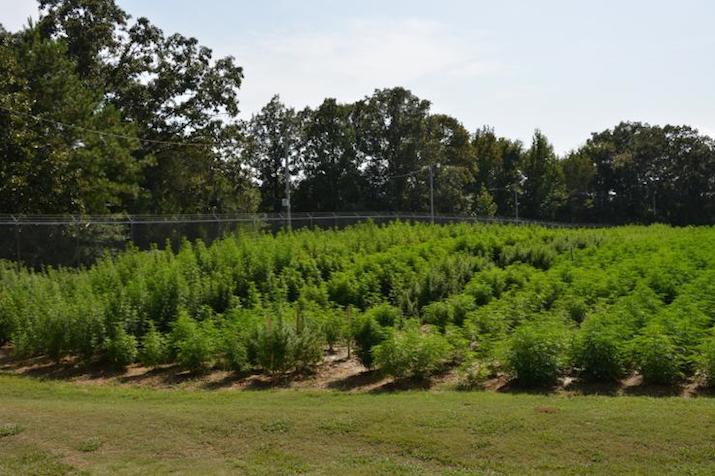 Did You Know the U.S. Government Runs Its Own Marijuana Farm? - GREEN RUSH DAILY