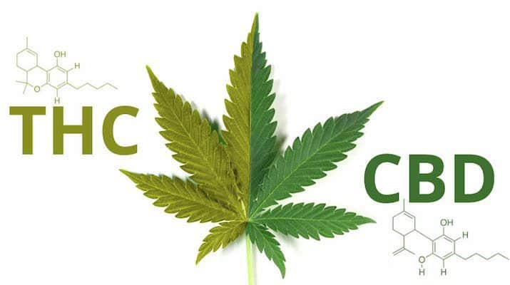 What’s The Difference Between THC and CBD?