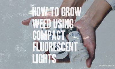 How To Grow Weed Using Compact Fluorescent Lights (CFL's) - GREEN RUSH DAILY