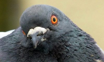 Pigeons Blow the Lid Off A Secret Cannabis Grow Operation - GREEN RUSH DAILY