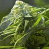 How to Treat Spider Mites Organically | Green Rush Daily