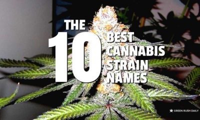 10 Best Cannabis Strain Names | Green Rush Daily