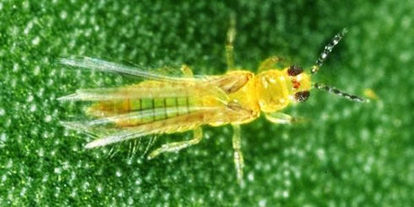 4 Bugs That Can Ruin Your Garden | Green Rush Daily
