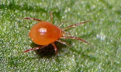 Bugs In My Weed Garden: 4 Pests To Look Out For