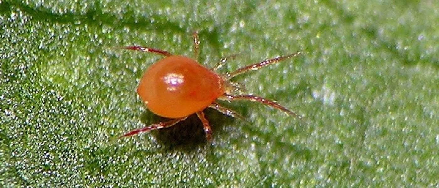 Bugs In My Weed Garden: 4 Pests To Look Out For