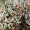 New Study Says Today's Marijuana More Potent Than Ever Before - GREEN RUSH DAILY