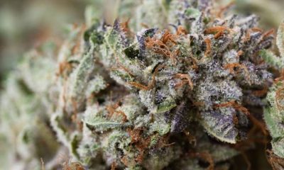 New Study Says Today's Marijuana More Potent Than Ever Before - GREEN RUSH DAILY