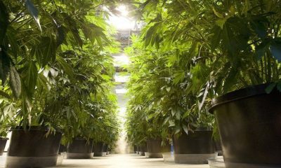 Sacramento Largest City In US To Approve Medical Marijuana Indoor Growing