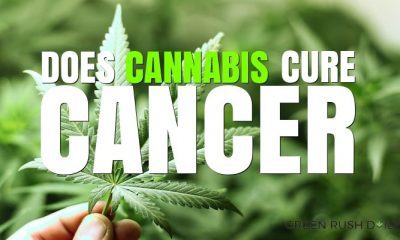 Does Cannabis Cure Cancer? | Green Rush Daily