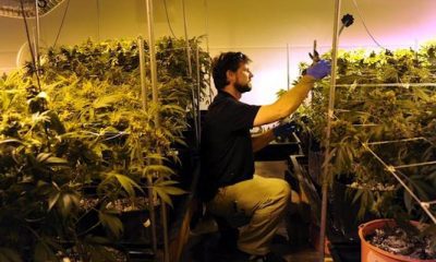 Medical Marijuana Patients No Longer Forced To Buy Cannabis - Green Rush Daily