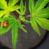 Ladybugs and Cannabis Were Made For Eachother | Green Rush Daily
