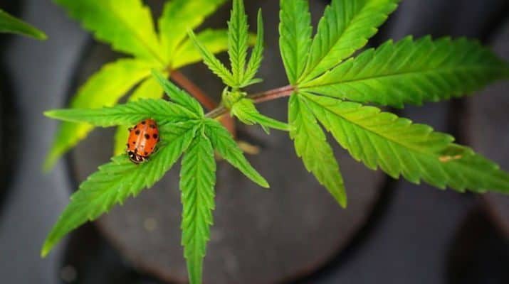 Ladybugs and Cannabis Were Made For Eachother | Green Rush Daily