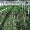 A Farm in California is Going to Produce 6,000 Pounds of Weed Per Year - GREEN RUSH DAILY