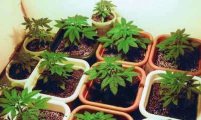 What's The Best Container For Growing Weed?