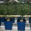 Train Your Plant’s Growth For Bigger Yields - Green Rush Daily