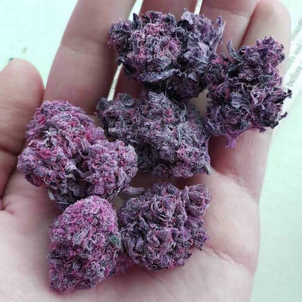 Purple Cannabis: What Makes Some Strains Turn Purple?