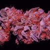 Purple Cannabis: What Makes Some Strains Turn Purple?