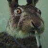 DEA Agent Lied About Stoned Rabbits To Discourage Pot Legalization - GREEN RUSH DAILY