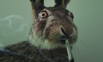 DEA Agent Lied About Stoned Rabbits To Discourage Pot Legalization - GREEN RUSH DAILY
