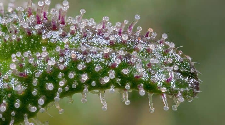 What Are Terpenes and Why Are They Awesome? | Green Rush Daily