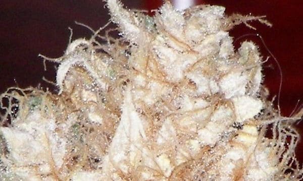 Albino Weed - Is it Real?