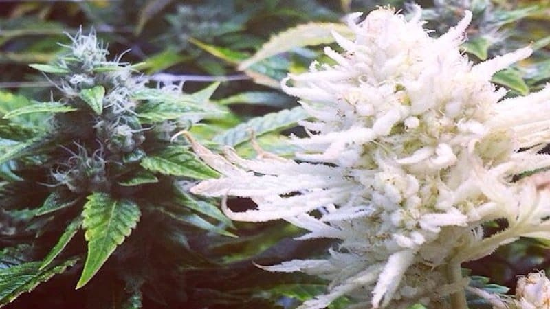 Albino Weed - Does It Really Exist